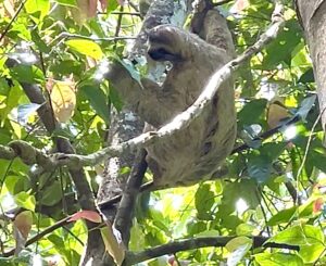 Sloth eating leaves